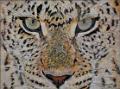 Portraits d animaux